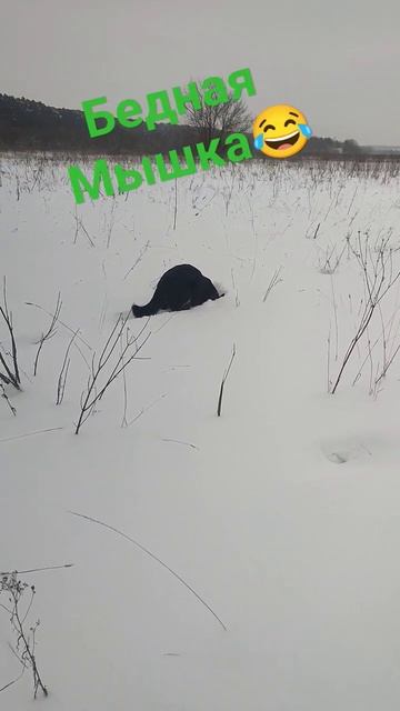 #природа #красота #погода #выходной #рыбалка #животные # смотреть онлайн