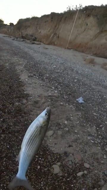 Ловля кефали #риболовля #рибалка #fishing #чорнеморе смотреть онлайн