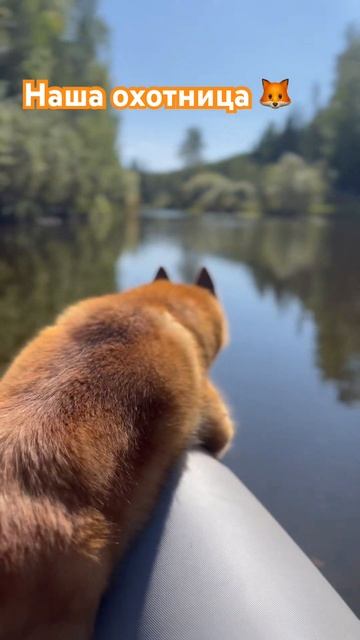 #охота #fishing #рыбалка #коми #собака #нарыбалкупоедешь? смотреть онлайн