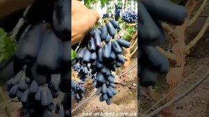 Виноград Аватар в нагрузке на вертикальной шпалере 2024