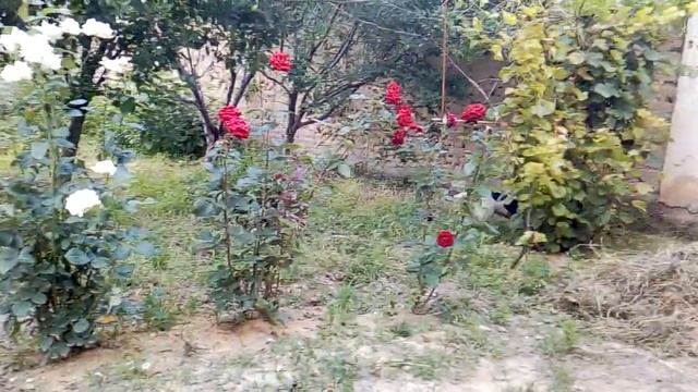 Собаке жарко и скучно. смотреть онлайн