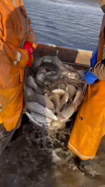 Рыбный промысел, р.Индигирка #республикасаха #якутия #? смотреть онлайн