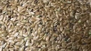 Лён масличный, качество ГОСТ