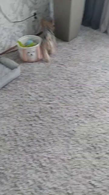 Арник#shorts смотреть онлайн