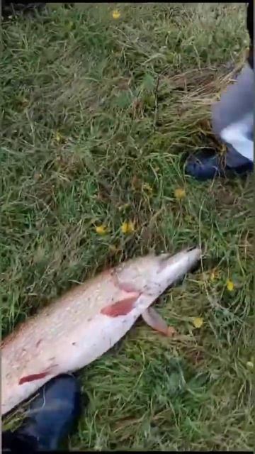 Товарищ взял трофея. смотреть онлайн