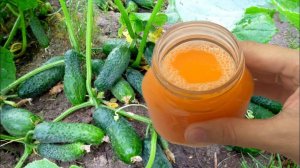 🚀🥒🍅 СРОЧНО ДАЙТЕ ЭТО В НАЧАЛЕ ИЮЛЯ ОГУРЦАМ, ТОМАТАМ И ОНИ ЗАПЛОДОНОСЯТ КАК СУМАСШЕДШИЕ! 🍅🥒🚀