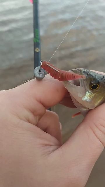 #13 Спиннинг FARIO. Самый популярный спиннинг Сезон Рыбал? смотреть онлайн