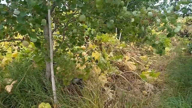 Борьба с борщевиком как действует химия смотреть онлайн