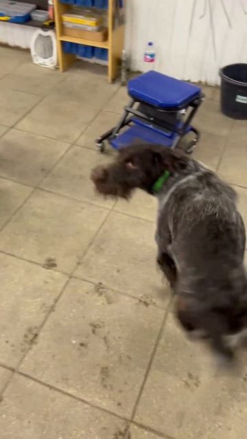 Драдхар #загоннаяохота #горы #hunting #весенняяохота #рыба смотреть онлайн