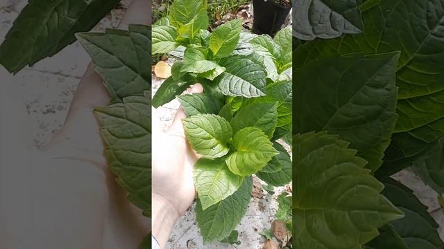 бесконечное лето в двухлитровых горшках смотреть онлайн