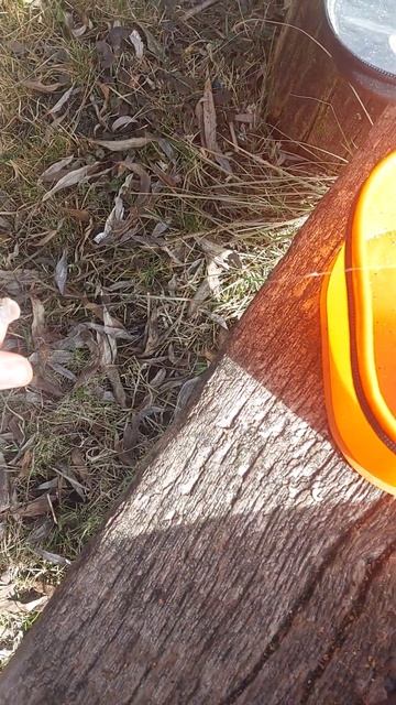 очень короткие поводки для улова #shorts смотреть онлайн