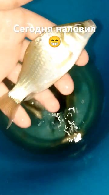 Поймал 3 карася и 7 окуней #коля #рыбалка #рыбак смотреть онлайн