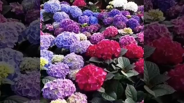 Гартензия крупнолистовая. смотреть онлайн