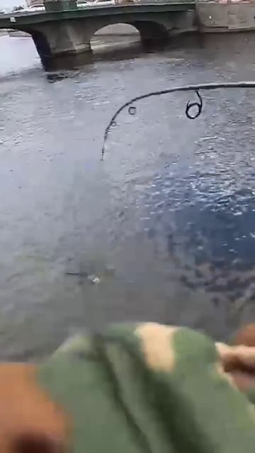 #трофейнаярыбалка #2025 #окунь #дропшот #обрыв #снасть #мо смотреть онлайн