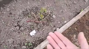 В гостях у дочки, зацветает виноград и цветы