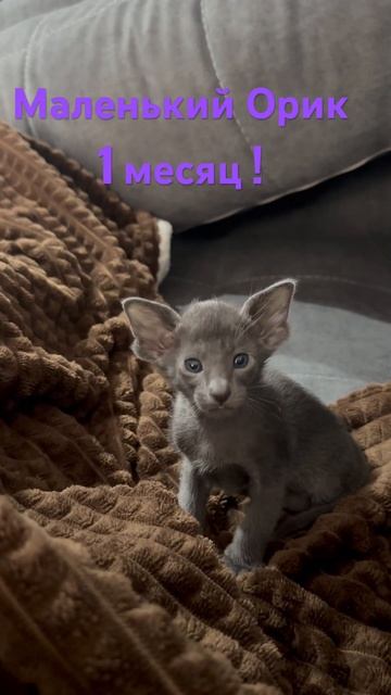 Готовы к брони ! 🤩Есть еще цвет Сиам и Би-колор .Бронь 5 смотреть онлайн