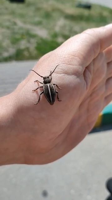 Жук усач, корнеед, мкр. Шилово, город Воронеж, 28.05.2024 год смотреть онлайн