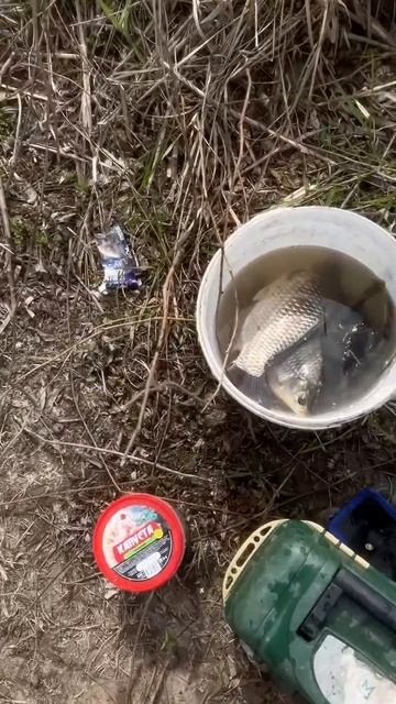 ПОПЛАВОК В КАМЫШИ! РЫБАЛКА ДЛЯ ДУШИ ! Карась на удочку ! смотреть онлайн