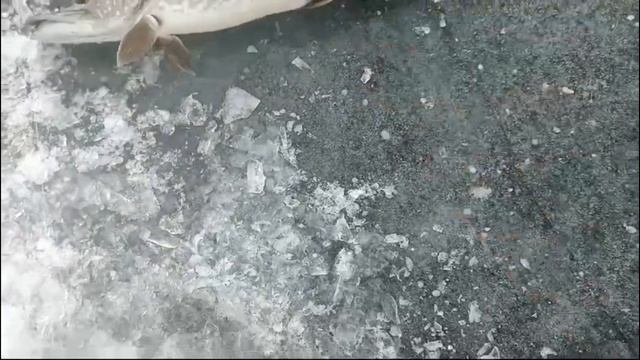 РЫБАЛКА КАК В КИНО С НОВОЙ ПОДВОДНОЙ КАМЕРОЙ!!! Ловля щ? смотреть онлайн