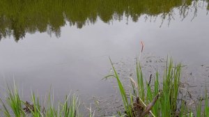 КАРАСЬ ДАЛ ЖАРУ... Эмоции получил просто капец. Ловля карася на поплывок.