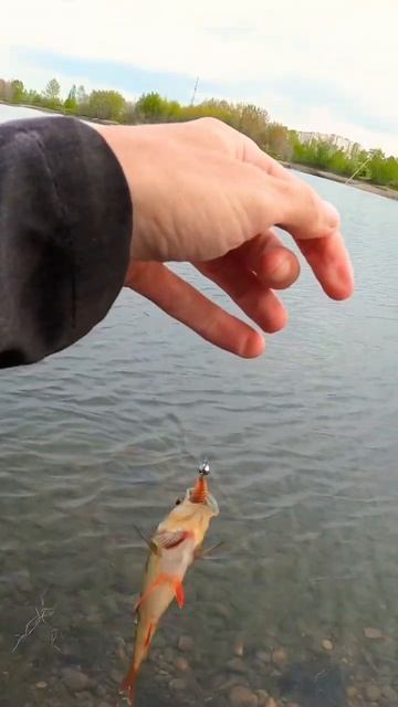 Микроджиг. Tict ice cube 69f. #fish #fishing #окунь #icecube #микроджиг смотреть онлайн