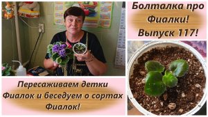 Болталка про Фиалки! Выпуск 117! Пересаживаем детки Фиалок и беседуем о сортах Фиалок!