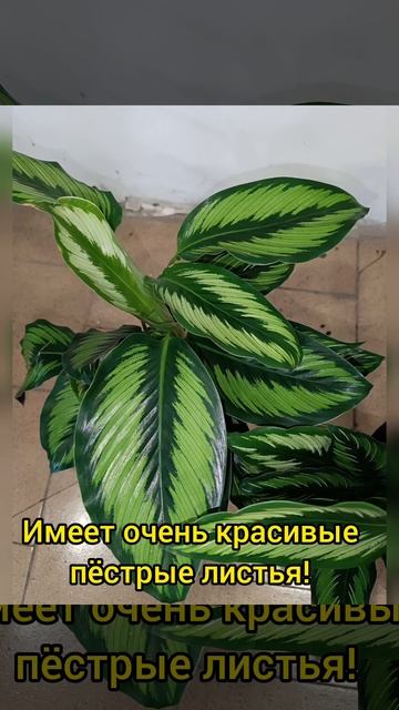 Калатея Бьюти Стар! Цена 350 гривен! Бронь в вайбер 09967823 смотреть онлайн