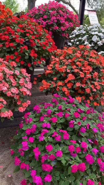 3 ампельных цветка которые заменят петунию. Названия ?