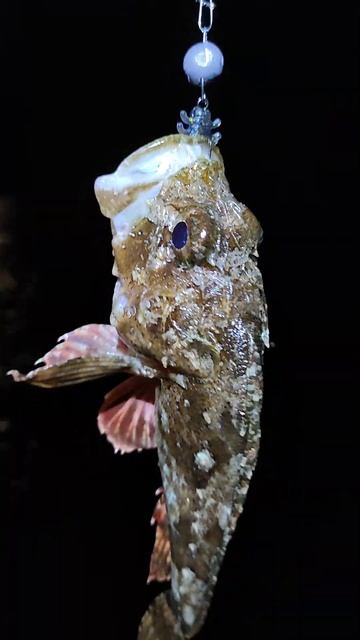 Первый мой ночной трофей. Морская рыбалка на джиг. смотреть онлайн