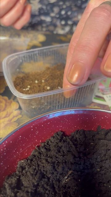 ЧЕРНАЯ НОЖКА на ТОМАТАХ? Не беда! #рассада #томаты #рас? смотреть онлайн