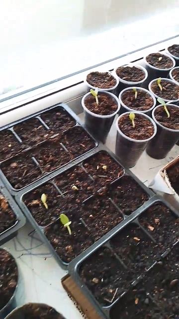 рассада огурцы и помидоры смотреть онлайн