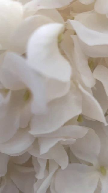 Прекрасная гортензия.Фикс Прайс смотреть онлайн