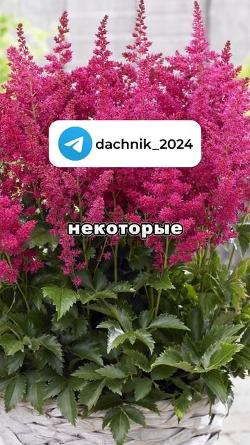 Топ-5 самых некапризных растений | Дачные советы, дача ? смотреть онлайн