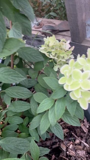 Метельчатая гортензия Металлика #металлика #гортензи? смотреть онлайн