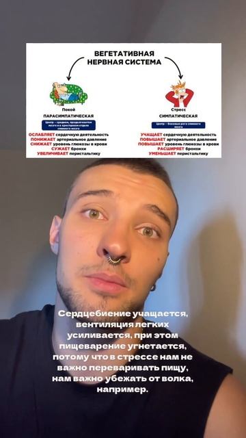 Запоминаем симпатический и парасимпатический отделы смотреть онлайн