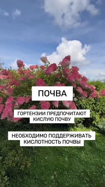 Как правильно ухаживать за гортензиями #тикток #shorts #л?