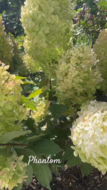 #гортензія #gidrangea #гортензияметельчатая #сад #цветок #pha смотреть онлайн