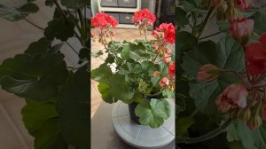 СиМ_Диана Пеларгония