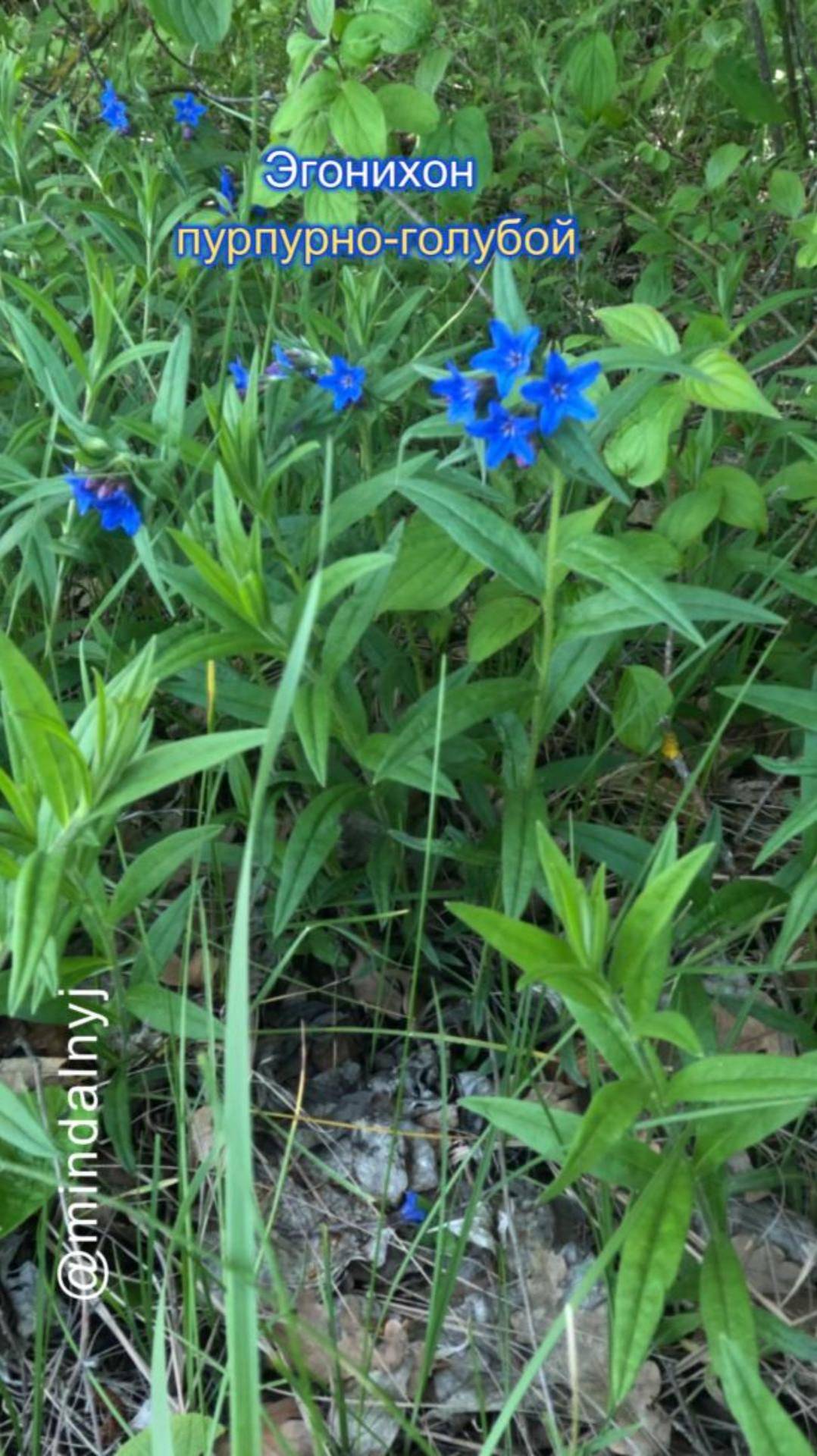 Эгонихон пурпурно-голубой смотреть онлайн