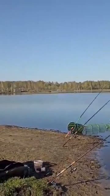 Карась ,на икромёте. #рыбалка #пруд #fishing #рыбалканаозер смотреть онлайн