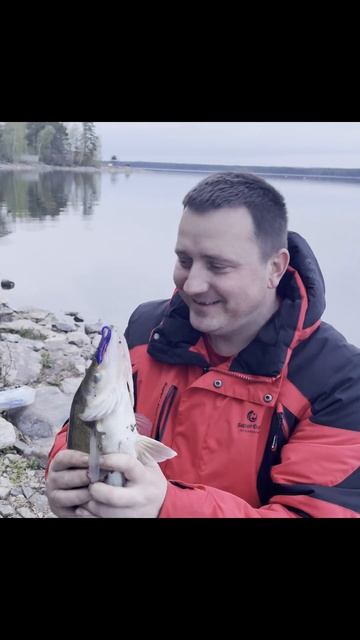 Супер приманка на судака с берега #рыбалка #палатка #fish смотреть онлайн