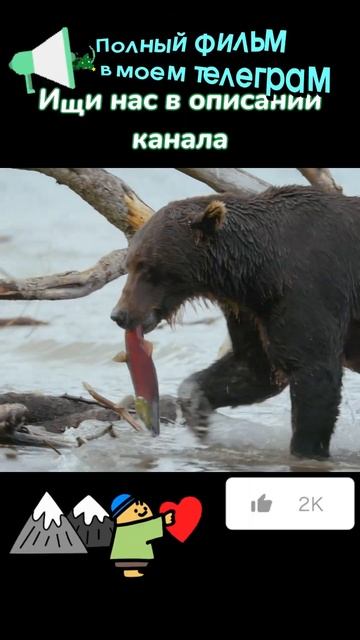 Гризли пошли на рыбалку #исторические #животные #путе? смотреть онлайн