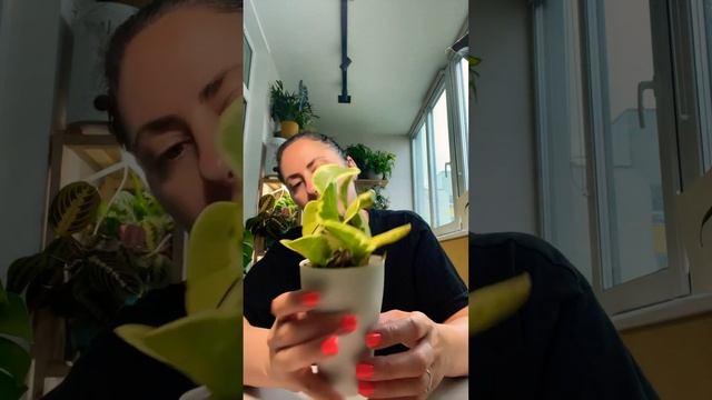 Пеперомія обтусіфолія варієгатна (Peperomia obtusifolia variegated)