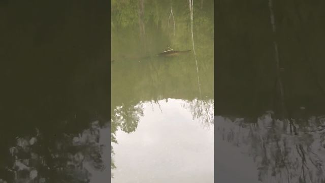 Карп и Белые Амуры отдыхают #форель#карп#алтай смотреть онлайн