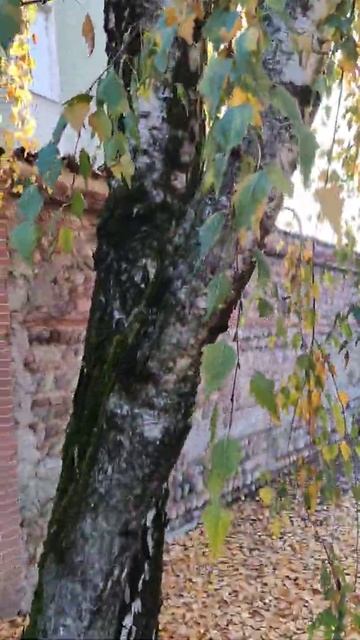 Италия, одинокая берёза))))))). Что она здесь делает????? смотреть онлайн