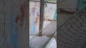 #волокуша#драчка#волок#снасть для лова рака#