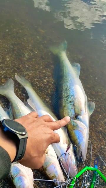 #ловлясудака #рыбалка #трофей #balig #джиг #судак #темирта? смотреть онлайн