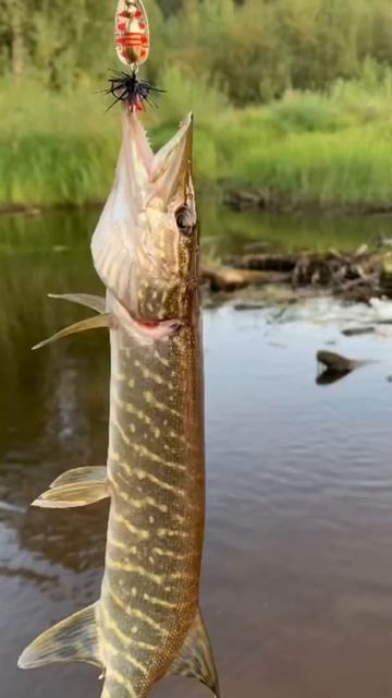 Рыбалка. Лето. Река. смотреть онлайн