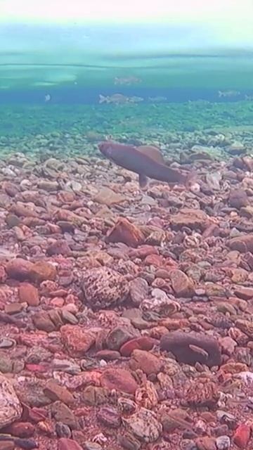 🤔 Крайний Север. Зимняя рыбалка #рекомендации #янао #а смотреть онлайн