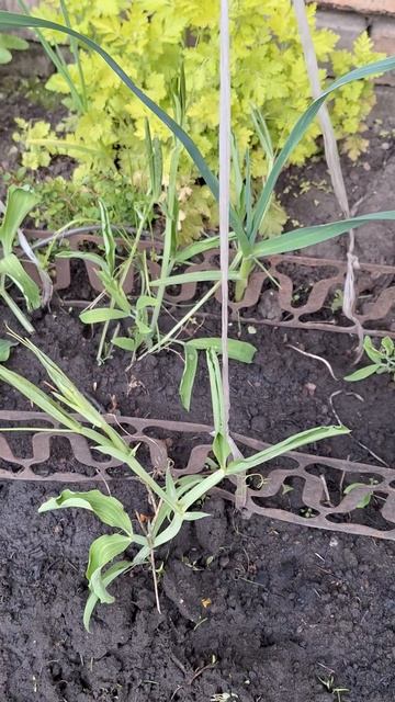 День царя Гороха🫛 #ульяновск #дача #garden #садовод #сад #? смотреть онлайн